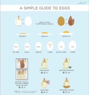 【演界信息圖表】Guide-to-eggs