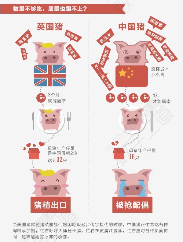 【演界信息圖表】豬豬豬-洋豬豬來襲，中國豬怎么了