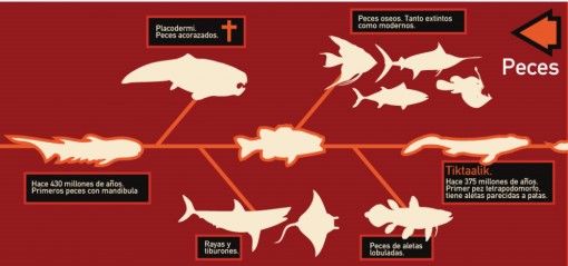 【演界信息图表】白色剪影-动物进化史