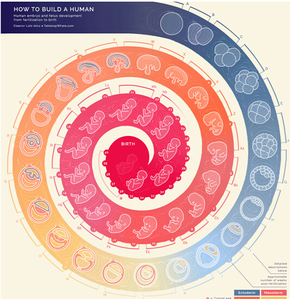 【演界信息圖表】簡約圖形-一張圖看懂人類胚胎是如何發(fā)育的
