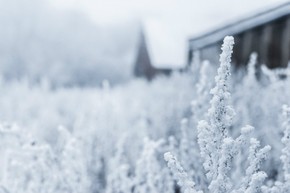 【圖片分享計(jì)劃】雪 草