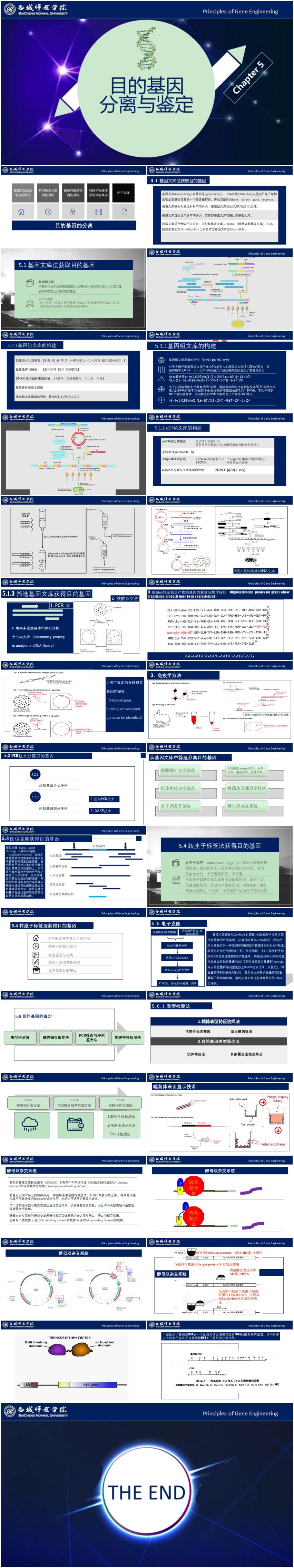 基因工程原理與技術-第6章-基因功能研究技術