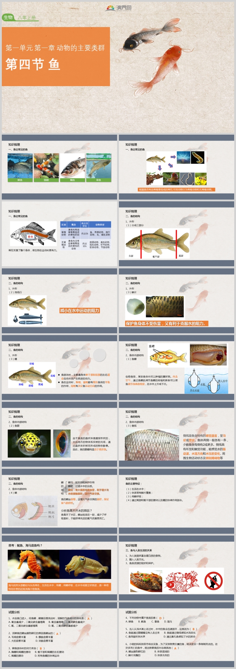 人教版生物八年級上冊第五單元第一章第四節(jié)魚