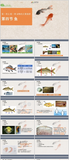 人教版生物八年級(jí)上冊第五單元第一章第四節(jié)魚