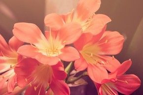 【圖片分享計(jì)劃】花