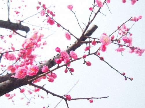 【圖片分享計(jì)劃】梅花