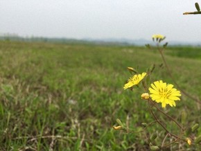 【圖片分享計劃】-野花
