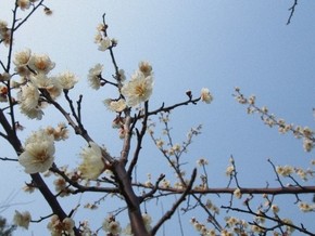 【圖片分享計劃】花