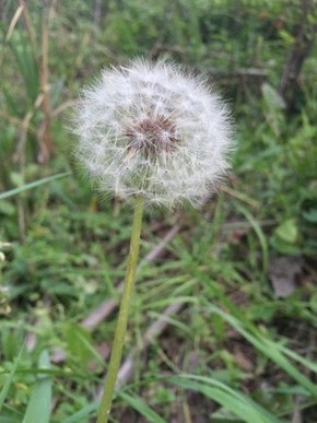【圖片分享計劃】蒲公英