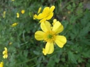 【圖片分享計劃】小黃花