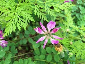 【圖片分享計(jì)劃】蜜蜂