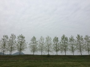 【圖片分享計劃】樹