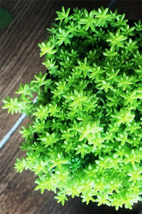 【圖片分享計(jì)劃】花卉3