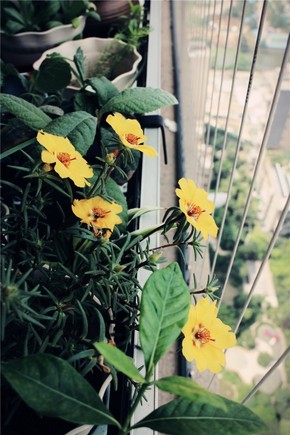【圖片分享計(jì)劃】花卉2