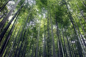 【圖片分享計(jì)劃】樹(shù)