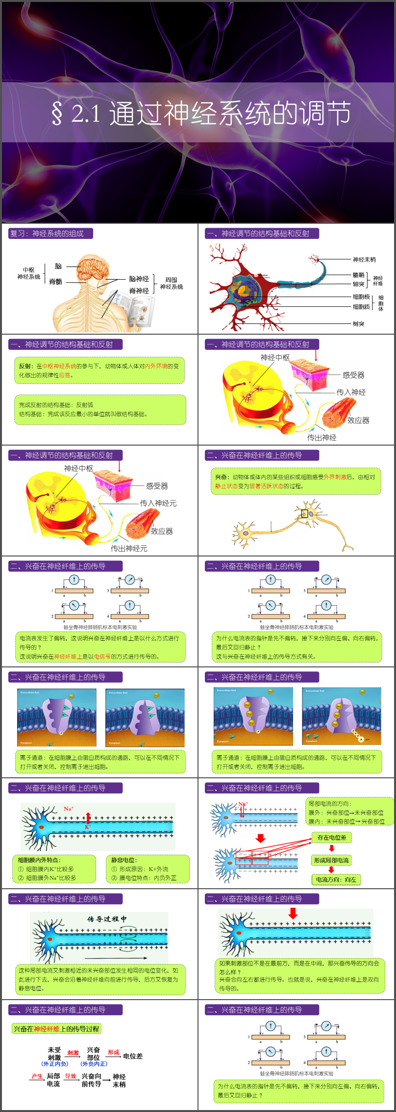 人教版高中生物必修三《內(nèi)環(huán)境與穩(wěn)態(tài)》/2.1 通過神經(jīng)系統(tǒng)的調(diào)節(jié)