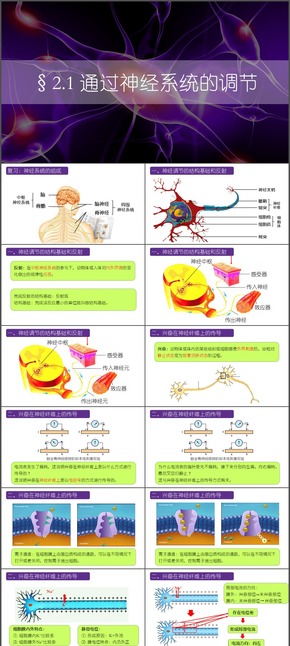 人教版高中生物必修三《內(nèi)環(huán)境與穩(wěn)態(tài)》/2.1 通過神經(jīng)系統(tǒng)的調(diào)節(jié)