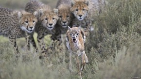 【海報(bào)分享計(jì)劃】野生動(dòng)物36-捕食