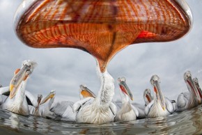 【海報(bào)分享計(jì)劃】野生動(dòng)物31-水鳥