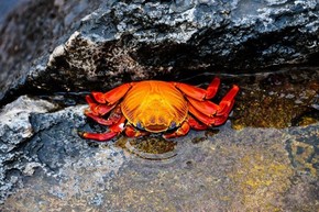 【海報(bào)分享計(jì)劃】野生動(dòng)物26-螃蟹