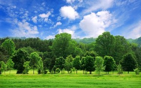 【海報(bào)分享計(jì)劃】自然風(fēng)光11-綠樹(shù)