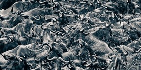 【海報(bào)分享計(jì)劃】野生動(dòng)物45