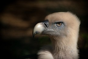 【海報分享計劃】鳥類圖片53