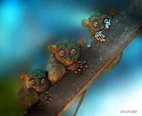 【海報分享計劃】野生動物46