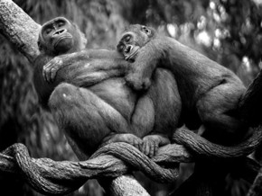【海報(bào)分享計(jì)劃】野生動物60