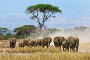 【海報(bào)分享計(jì)劃】野生動(dòng)物58