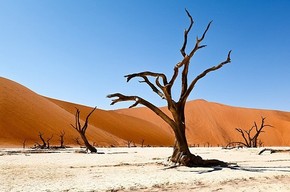【海報(bào)分享計(jì)劃】創(chuàng)意圖片47-枯樹 