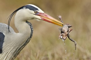 【海報(bào)分享計(jì)劃】鳥類圖片9