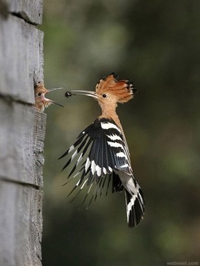 【海報分享計劃】鳥類圖片7-喂食