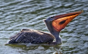 【海報分享計劃】鳥類圖片10