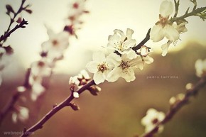 【海報(bào)分享計(jì)劃】自然風(fēng)光51-花朵