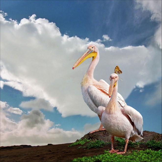 【海報(bào)分享計(jì)劃】野生動(dòng)物51-白鳥(niǎo)