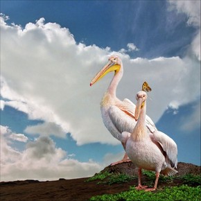 【海報(bào)分享計(jì)劃】野生動(dòng)物51-白鳥