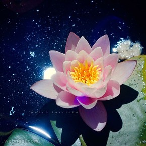 【海報(bào)分享計(jì)劃】自然風(fēng)光53-蓮花