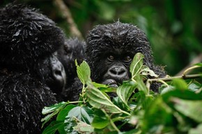 【海報分享計劃】野生動物59