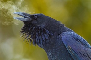 【海報(bào)分享計(jì)劃】野生動(dòng)物13-鳥