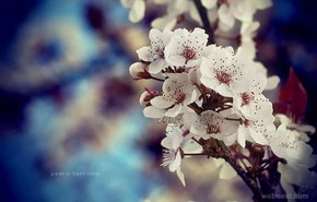 【海報(bào)分享計(jì)劃】自然風(fēng)光46