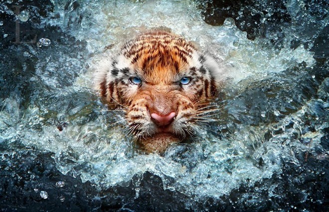 【海報分享計劃】野生動物9-老虎