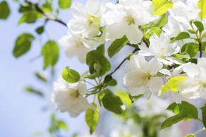 【banner分享計劃】小清新