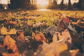 【banner分享計劃】生活 簡約 自然 唯美