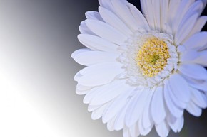 【banner分享計劃】小清新
