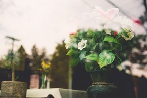 【banner分享計(jì)劃】生活 簡約 自然 唯美