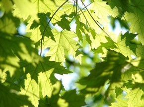 【banner分享計劃】小清新
