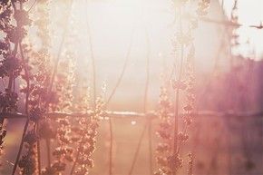 【banner分享計(jì)劃】生活 簡(jiǎn)約 自然 唯美