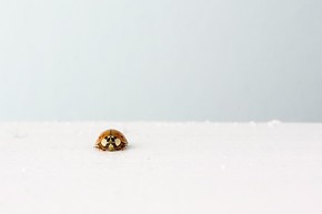 【banner分享計劃】生活 簡約 自然 唯美
