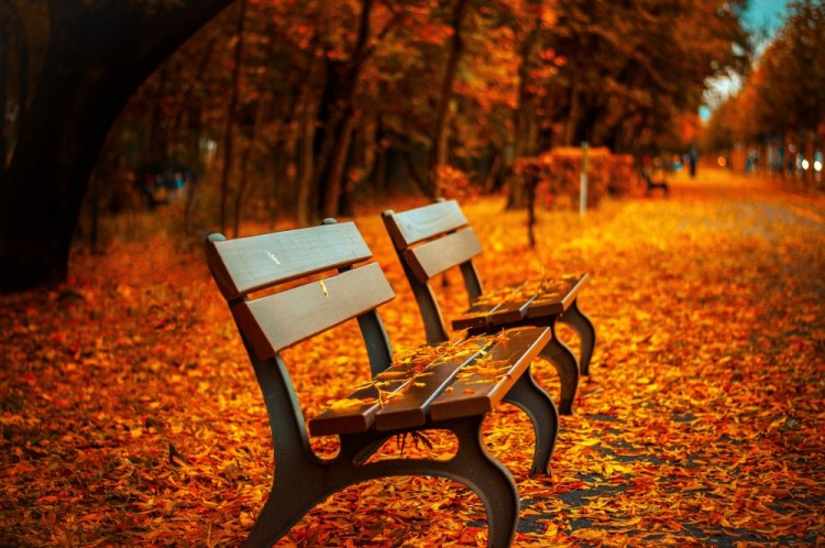 【海報(bào)分享計(jì)劃】紅葉公園